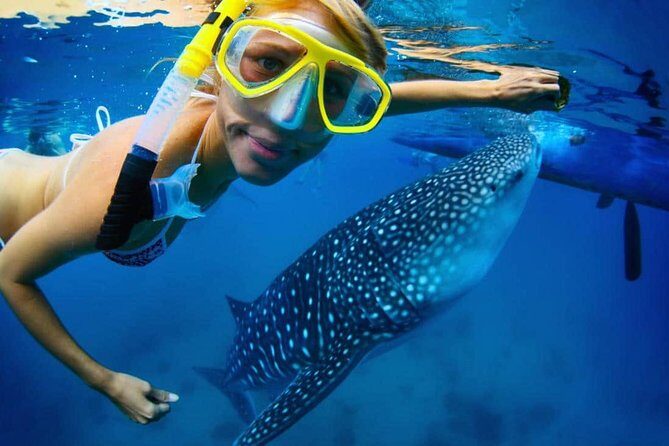 Snorkel with a Whale Shark In Los Cabos - An Authentic Baja California Marine Adventure