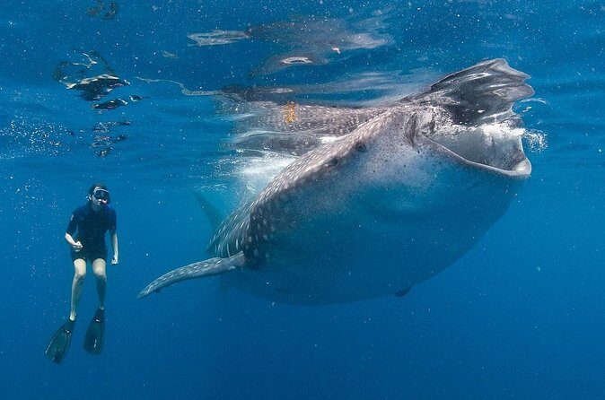 Snorkel with a Whale Shark In Los Cabos - The Whale Shark Encounter: What to Expect