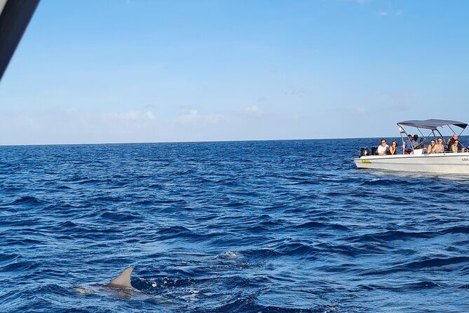 Snorkel with Dolphins, Lunch on Benitiers island, Speedboat - The Itinerary: What to Expect at Each Stop