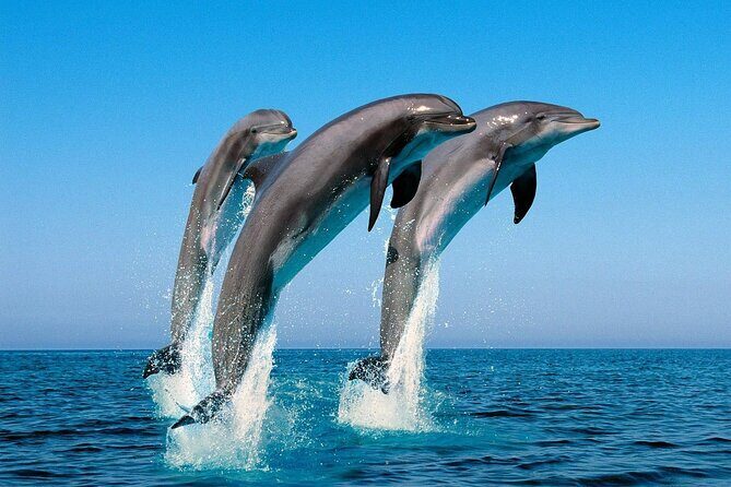 Snorkel with Dolphins, Lunch on Benitiers island, Speedboat - FAQs