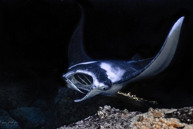 Snorkel With Giant Manta Rays In Kailua Kona - Key Points