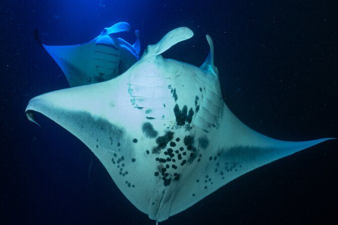 Snorkel With Giant Manta Rays In Kailua Kona - An In-Depth Look at the Manta Ray Snorkel Tour in Kailua Kona