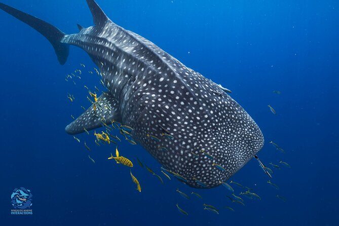 Snorkel with Giants at Ningaloo Reef - An Overview of the Experience