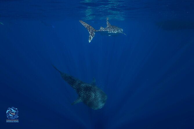 Snorkel with Giants at Ningaloo Reef - Pricing and Value Analysis