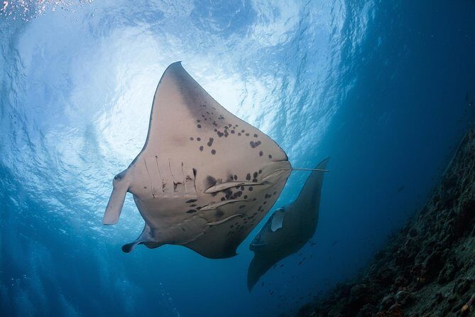 Snorkel with Manta Rays Guaranteed - Snorkel with Manta Rays Guaranteed: An In-Depth Review