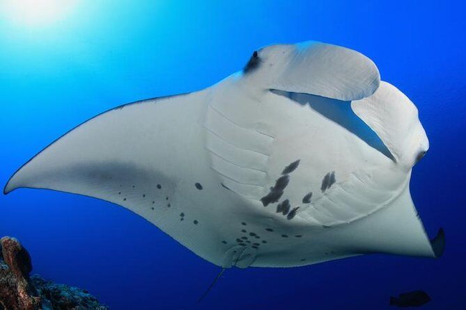Snorkel with Manta Rays Guaranteed - The Itinerary and What You Can Expect