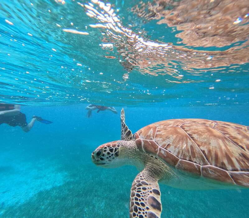 snorkel with tropical fish, reefs, and in search of turtles - Key Points