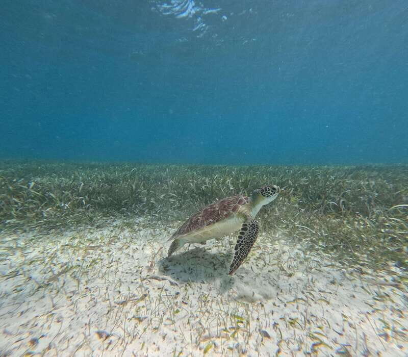 snorkel with tropical fish, reefs, and in search of turtles - Exploring the Experience in Depth