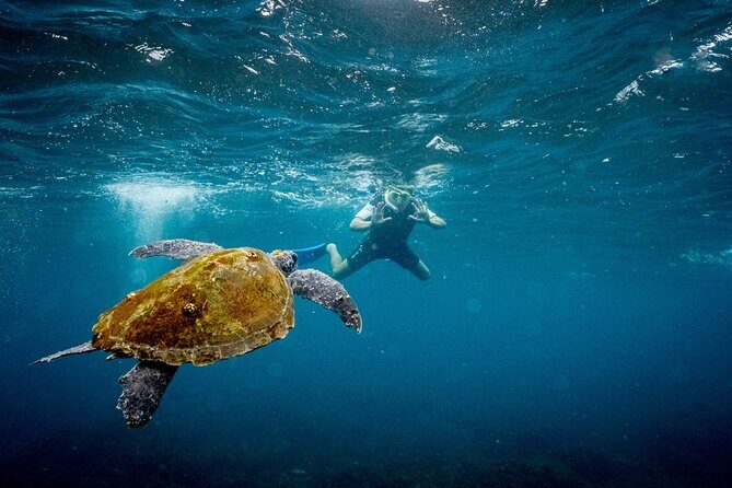 Snorkel with Turtles Gold Coast - Frequently Asked Questions