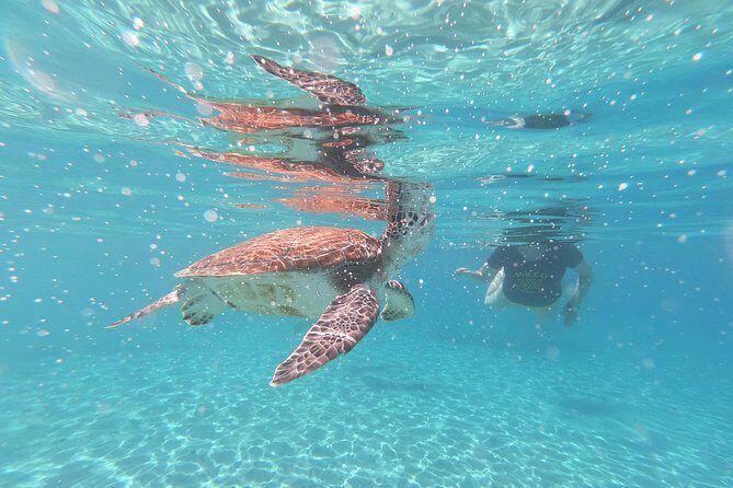 Snorkel with Turtles & Kenepa Grandi Beach: Nr.1 Island Day Trip - A Deep Dive into the Experience