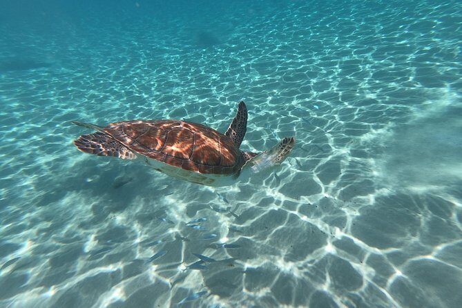Snorkel with Turtles & Kenepa Grandi Beach: Nr.1 Island Day Trip - Final Thoughts
