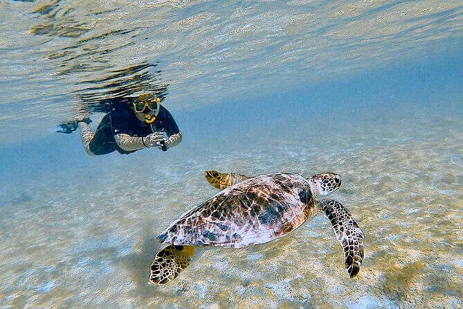 Snorkel with Turtles & see the Flamingos - An In-Depth Look at the Tour