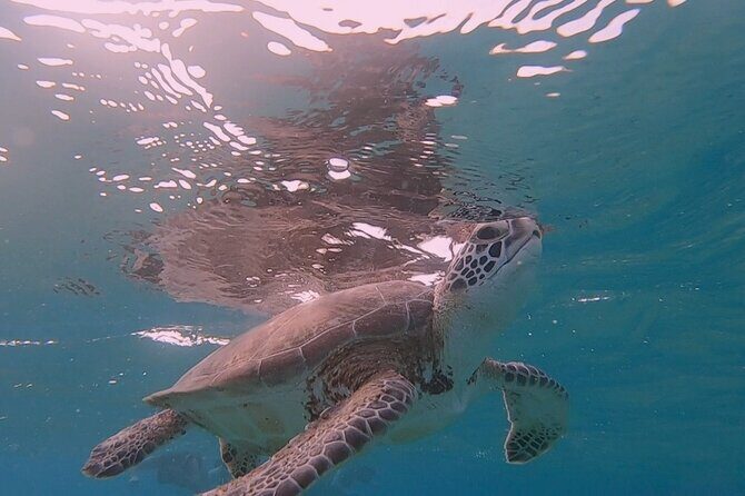 Snorting Turtles Snorkel with Turtles & see the Flamingos