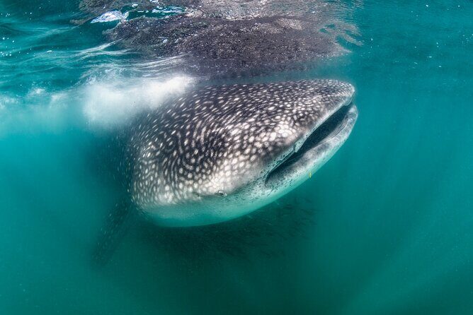 Snorkel with Whale Sharks in La Paz - Introduction: An Adventure in Baja California’s Waters