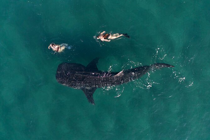 Snorkel with Whale Sharks in La Paz - Meeting Points and Logistics