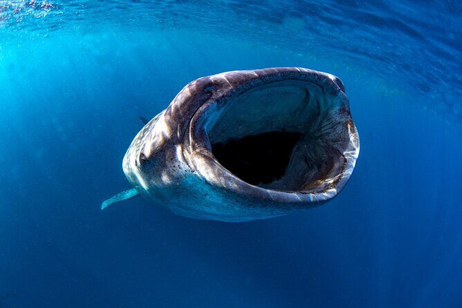 Snorkel with Whale Sharks in La Paz - Analyzing the Value — Is It Worth It?
