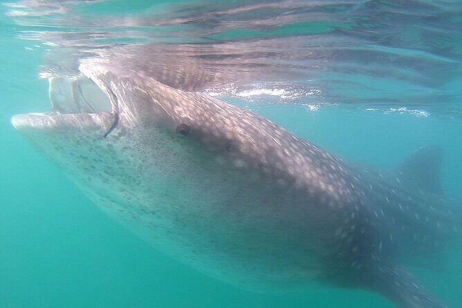 Snorkel with Whale Sharks in La Paz - Who Will Love This Tour?