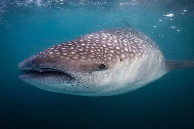 Snorkel with Whale Sharks in La Paz - The Sum Up: Who Is This Tour Perfect For?