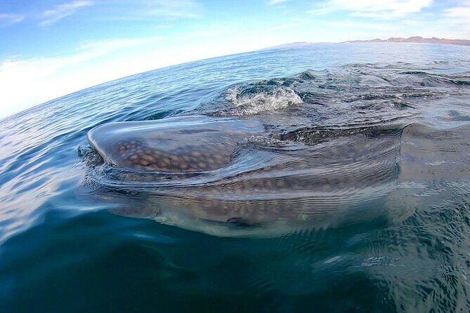 Snorkel with Whale Sharks in La Paz - FAQ