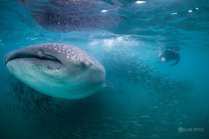 Snorkel with whale sharks includes equipment & transportation - Analyzing the Tour Experience