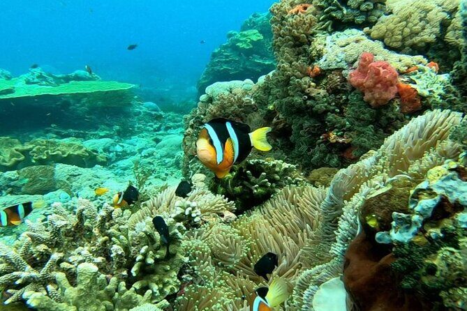 Snorkeling 4 Spot With Manta Bay Or Optional Land Trip - The Logistics: What’s Included and What’s Not