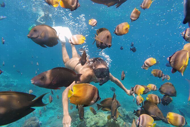 Snorkeling 4 Spot With Manta Bay Or Optional Land Trip - What to Expect During the Tour