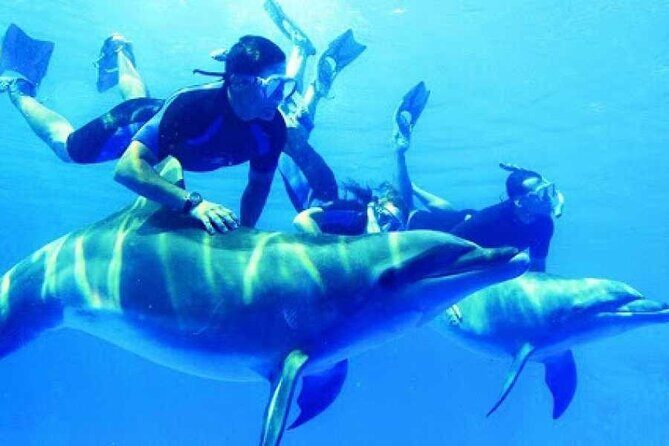 Snorkeling Adventure at Dolphin House Reef & Transfers-Marsa Alam - Key Points