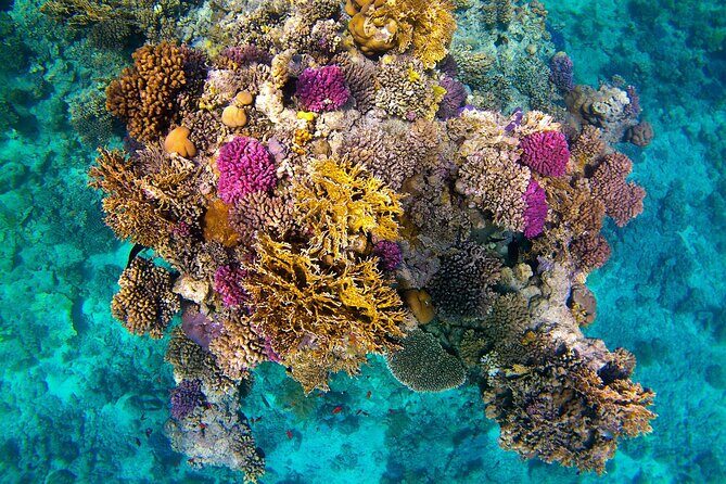 Snorkeling Adventure at Dolphin House Reef & Transfers-Marsa Alam - Final Thoughts: Is It Worth It?