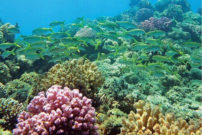 Snorkeling Adventure at Dolphin House Reef & Transfers-Marsa Alam - Who Should Consider This Tour?