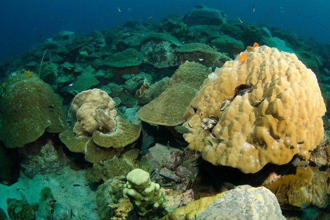 Snorkeling Adventure at Koh Chang Departing from Koh Chang - An In-Depth Look at the Tour Experience