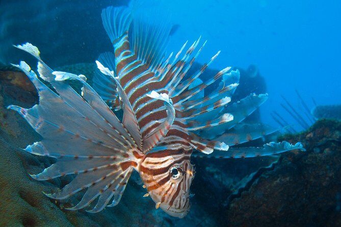 Snorkeling Adventure at Koh Chang Departing from Koh Chang - Practical Tips for Travelers