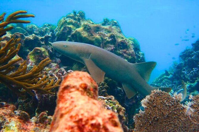 Snorkeling adventure at Puerto Morelos Reef National Park - The Sum Up: Who Will Love This Snorkeling Tour?