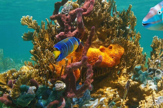 Snorkeling adventure at Puerto Morelos Reef National Park - FAQ