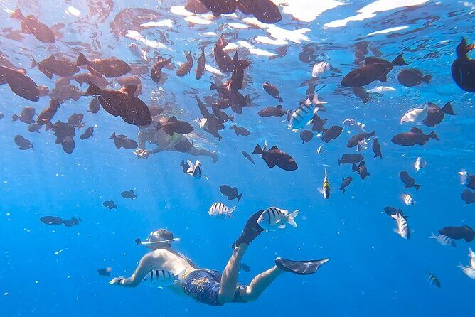 Snorkeling Adventure at Turtle Canyon - What to Expect on the Snorkeling Adventure at Turtle Canyon