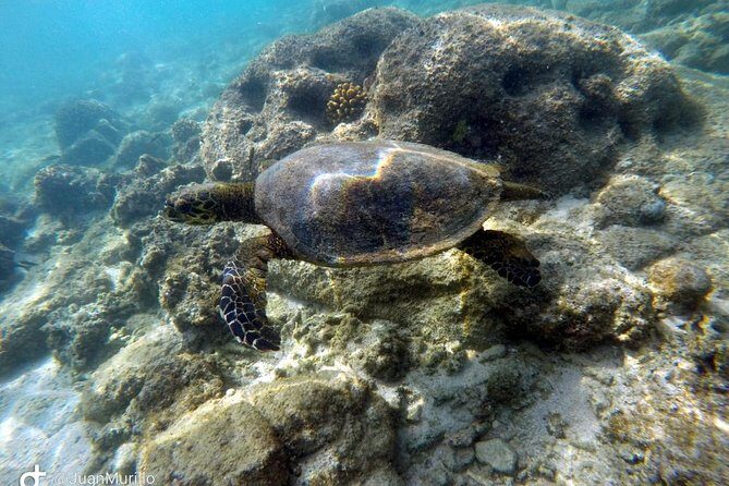 Snorkeling Adventure Cabo Pulmo - Key Points