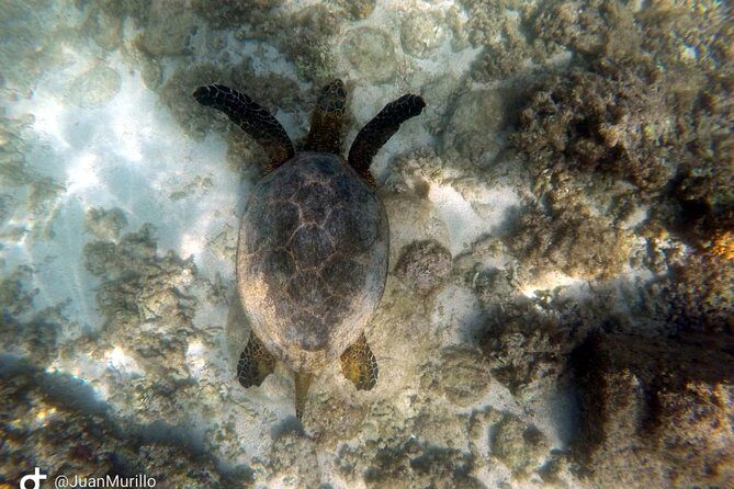 Snorkeling Adventure Cabo Pulmo - The Sum Up