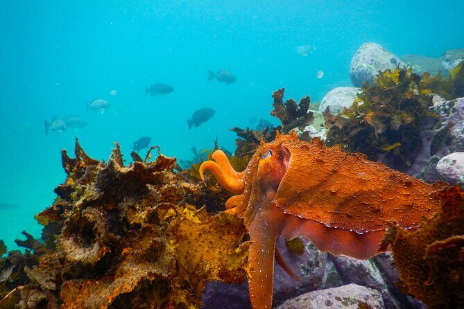 Snorkeling Adventure for Kids with Private Guide In Sydney - Why This Snorkeling Tour Works for Families