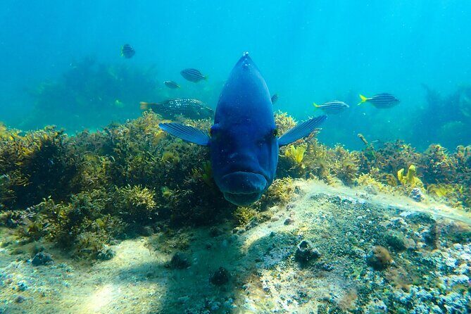 Snorkeling Adventure for Kids with Private Guide In Sydney - The Value of a Private, Guided Experience