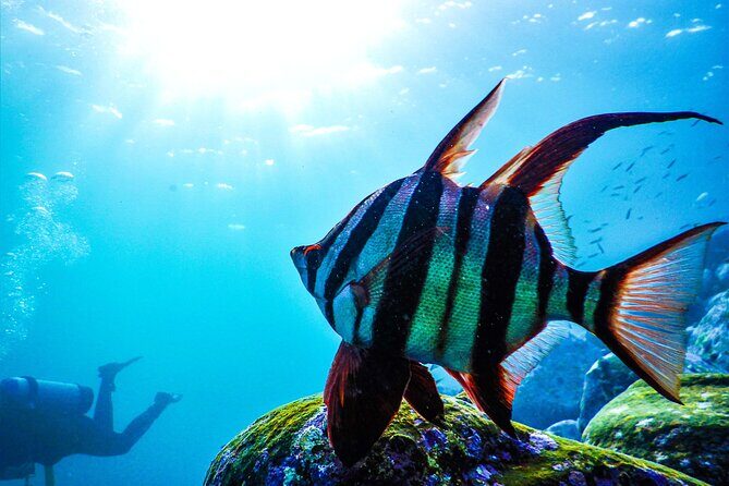 Snorkeling Adventure for Kids with Private Guide In Sydney - Authentic Experiences in the Water