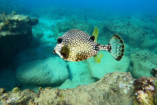 Snorkeling Adventure in Aguadilla - Why This Tour Offers Great Value