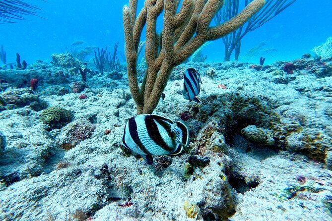 Snorkeling Adventure in Aguadilla - Authentic Marine Encounters: What Travelers Have Said
