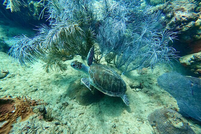 Snorkeling Adventure in Aguadilla - Who Should Consider This Tour?