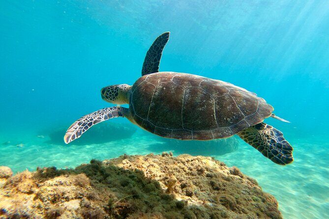 Snorkeling Adventure in Aguadilla - The Sum Up