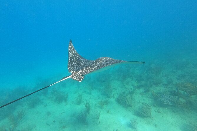 Snorkeling Adventure in Aguadilla - Frequently Asked Questions