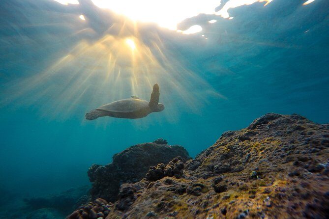 Snorkeling Adventure in La Jolla - Analyzing the Experience: What to Expect from Start to Finish