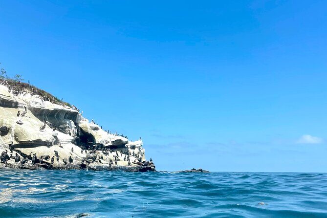Snorkeling Adventure in La Jolla - Who Will Love This Tour?