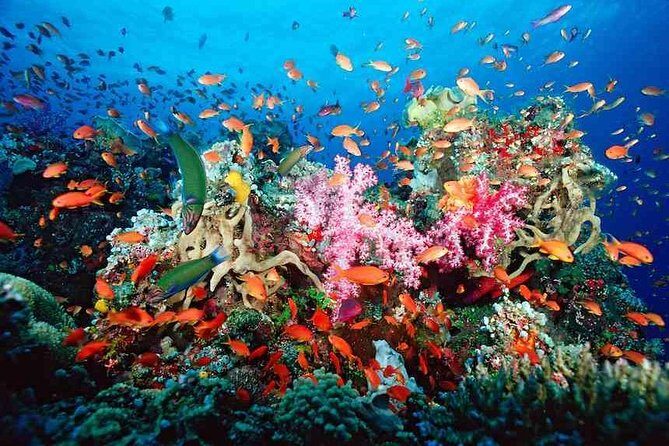 Snorkeling Adventure in Puerto Morelos Includes snack, Water and Round Trip. - Key Points