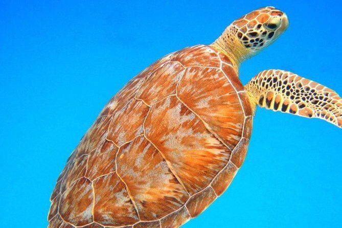 Snorkeling Adventure in St Thomas - Snorkeling Adventure in St. Thomas: A Practical Guide for Water Lovers