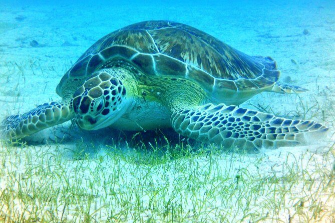 Snorkeling Adventure in St Thomas - The Itinerary: A Closer Look