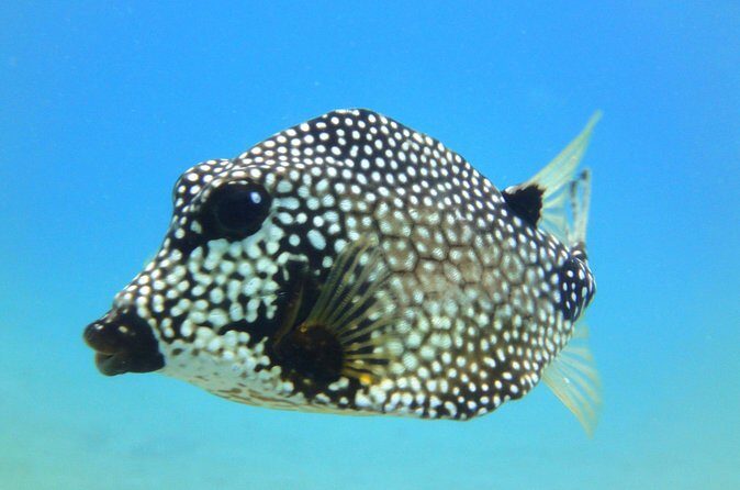 Snorkeling Adventure in St Thomas - Final Thoughts: Who Should Sign Up?